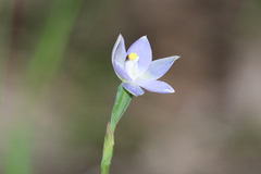 Thelymitra pallidifructus