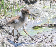 Vanellus coronatus