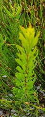 Strangea linearis