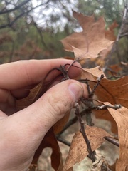 Quercus ellipsoidalis