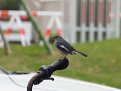 Copsychus saularis