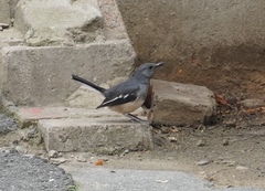 Copsychus saularis