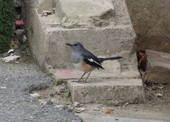 Copsychus saularis