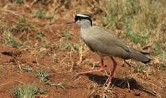 Vanellus coronatus