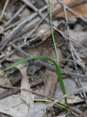Thelymitra pallidifructus