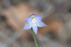 Thelymitra pallidifructus