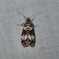 Scoparia exhibitalis