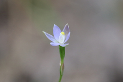 Thelymitra pauciflora