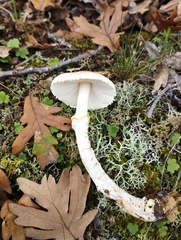 Lepiota ignivolvata