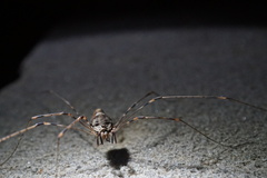 Dicranopalpus