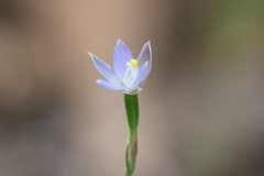 Thelymitra pauciflora