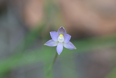 Thelymitra pauciflora