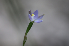 Thelymitra pauciflora