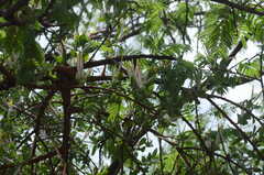 Agelanthus natalitius