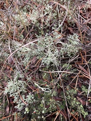 Cladonia rangiferina