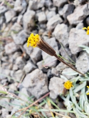 Raillardella argentea