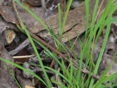 Thelymitra pauciflora