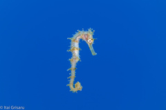 Hippocampus jayakari