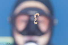 Hippocampus jayakari