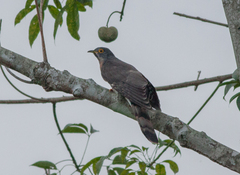 Hierococcyx sparverioides