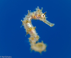 Hippocampus jayakari