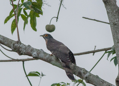 Hierococcyx sparverioides