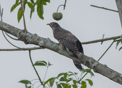 Hierococcyx sparverioides