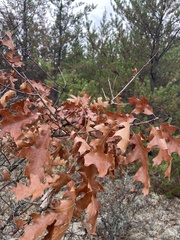 Quercus ellipsoidalis