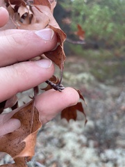 Quercus ellipsoidalis