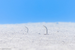 Red Sea Garden Eel photo 4