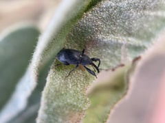 Anthonomus albopilosus