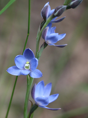 Thelymitra media