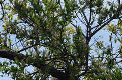 Agelanthus natalitius