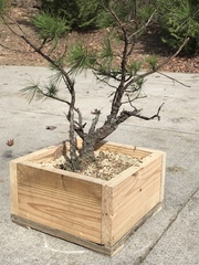 Pinus echinata