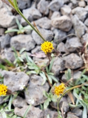 Raillardella argentea