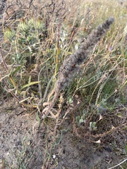 Echiostachys incanus