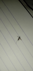 Aedes albopictus