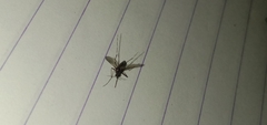 Aedes albopictus