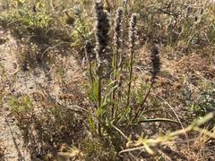 Echiostachys incanus