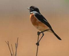 Saxicola torquatus