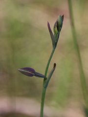 Calochilus