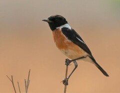 Saxicola torquatus