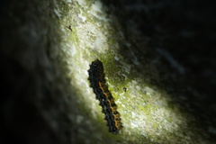 Eilema lurideola