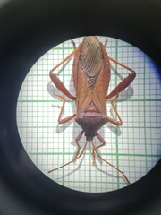 Athaumastus haematicus