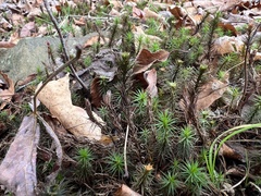 Polytrichum commune
