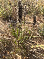 Echiostachys incanus