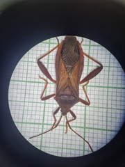 Athaumastus haematicus