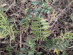 Artemisia tanacetifolia