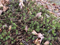 Polytrichum commune