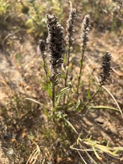 Echiostachys incanus